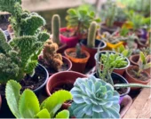 tour-adulto-mayor-vivero